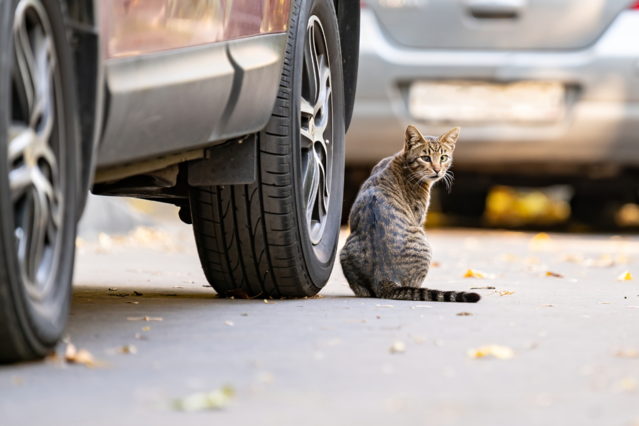 Frau wirft Katze aus fahrendem Auto – Polizei schreitet ein